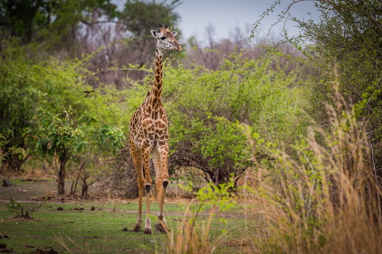116 Zambia, South Luangwa NP, giraf.jpg